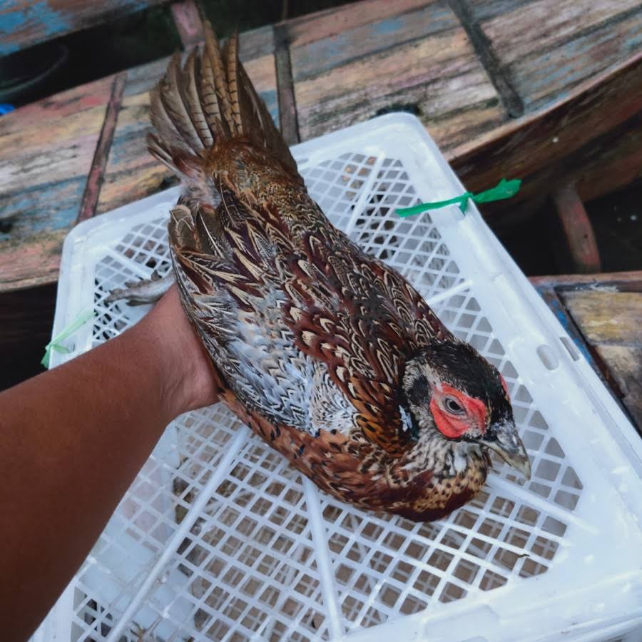 

TELUR AYAM HIAS RINGNECK PHEASANT JENIS CHEER FERTIL ASLI UNRUK DITETASKAN