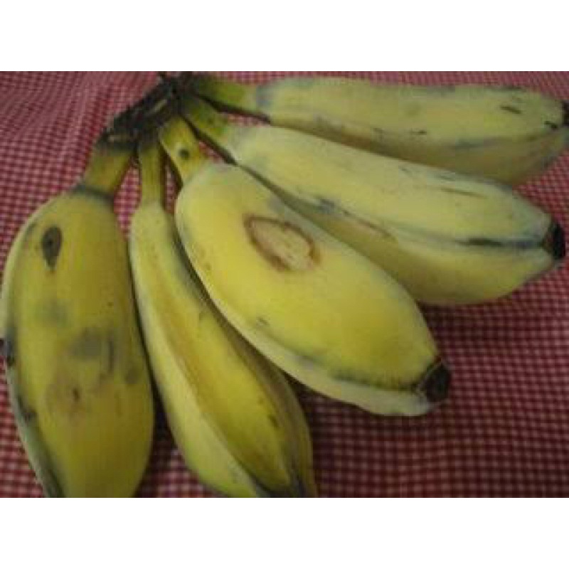 PISANG KEPOK PAKAN BURUNG (satuan)