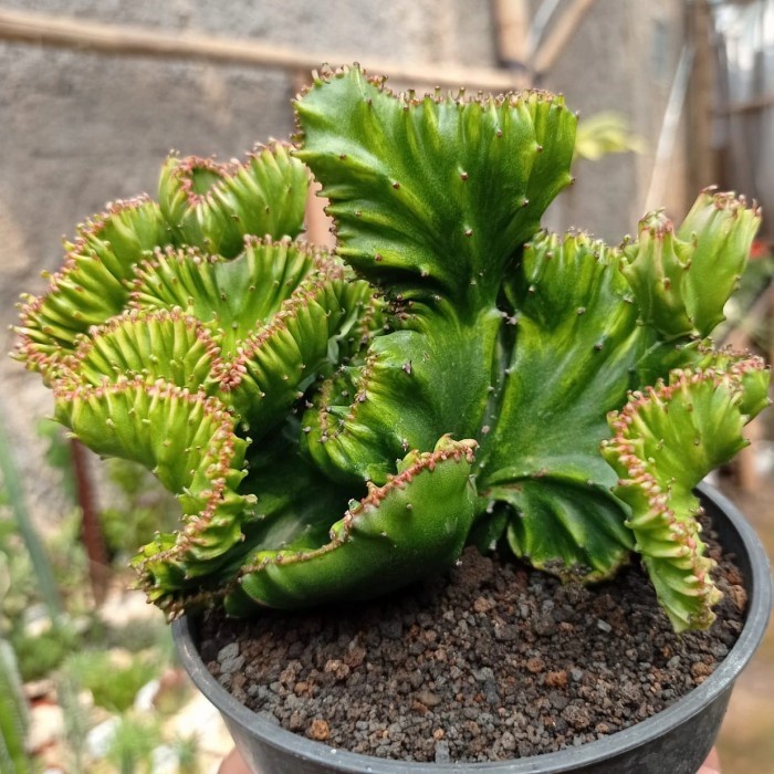 euphorbia lactea forma variegata cristata