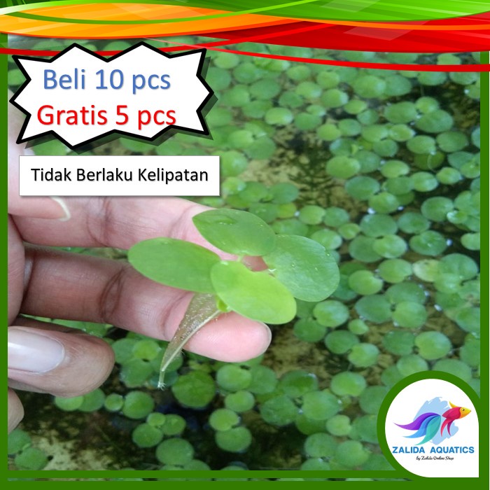 Jual AMAZON FROGBIT TANAMAN AIR FROGBIT TANAMAN APUNG FROGBIT AQUASCAPE AKUARIUM TANAMAN