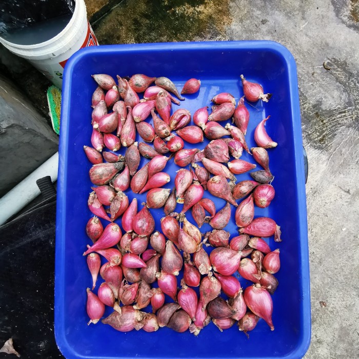 

Siap Kirim Bawang Merah Brebes 1 Kg Ukuran Campur - Sedang Kecil