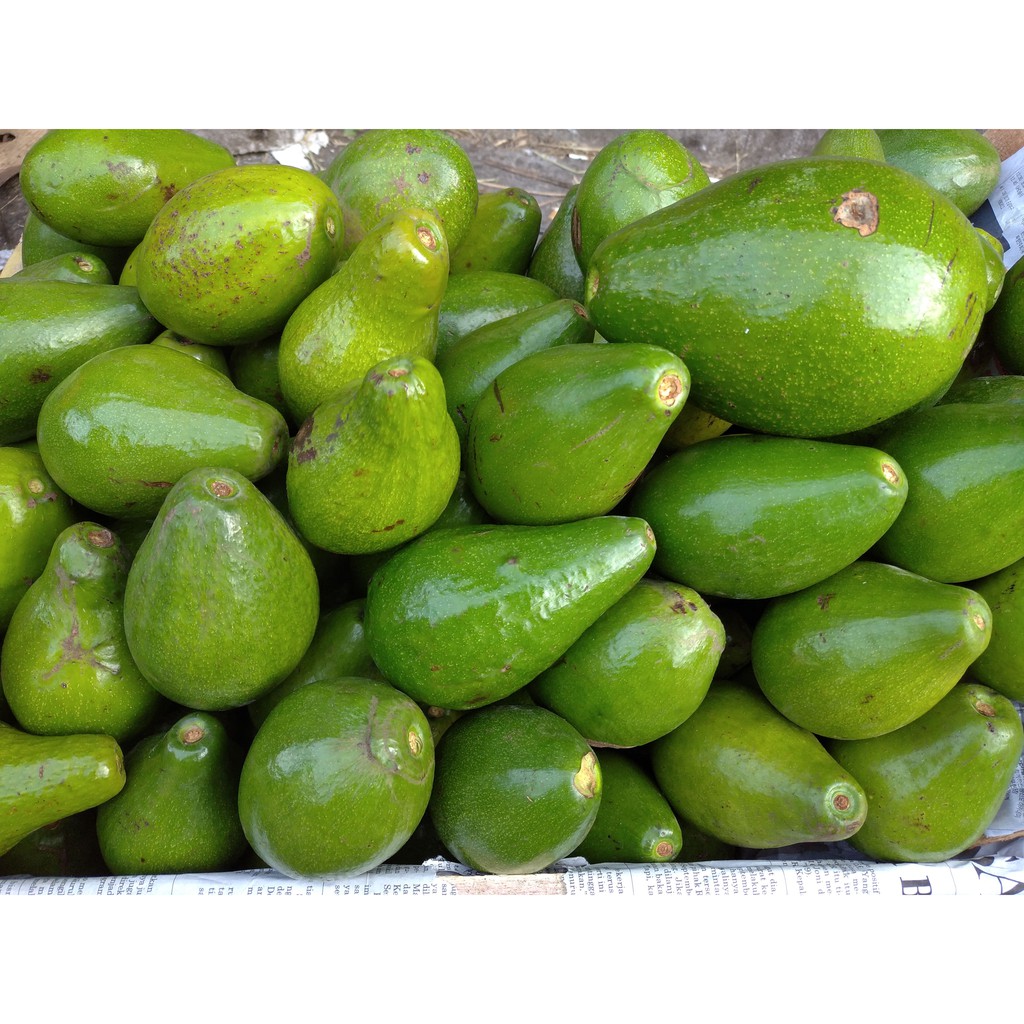 

Buah Segar Alpukat Mentega 1 Kg Kualitas Premium Isi 3,4,5,6 Manis Pulen 1Kg