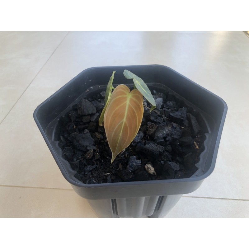 philodendron,melanochrysum