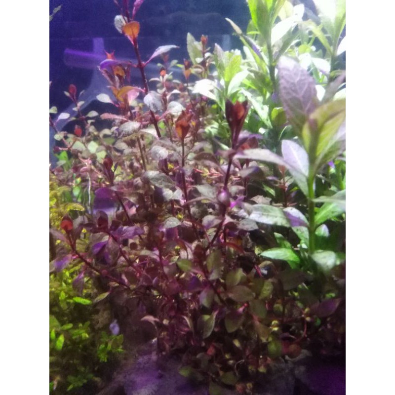 ludwigia sp red mini