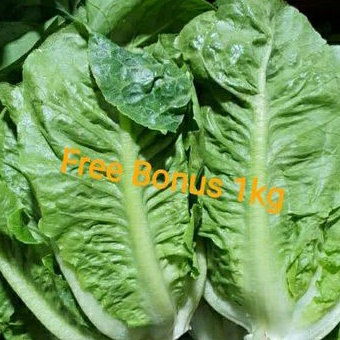 

Romaine Lettuce 1Kg + Gratis Bonus