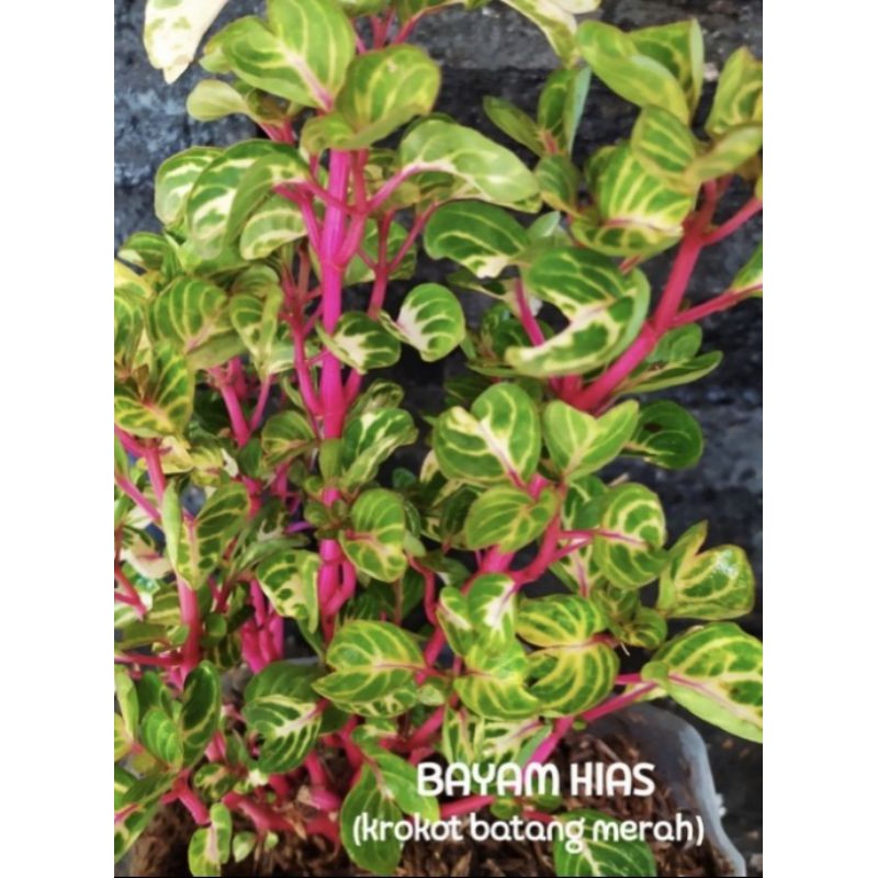krokot hias krokot bayam krokot batang merah