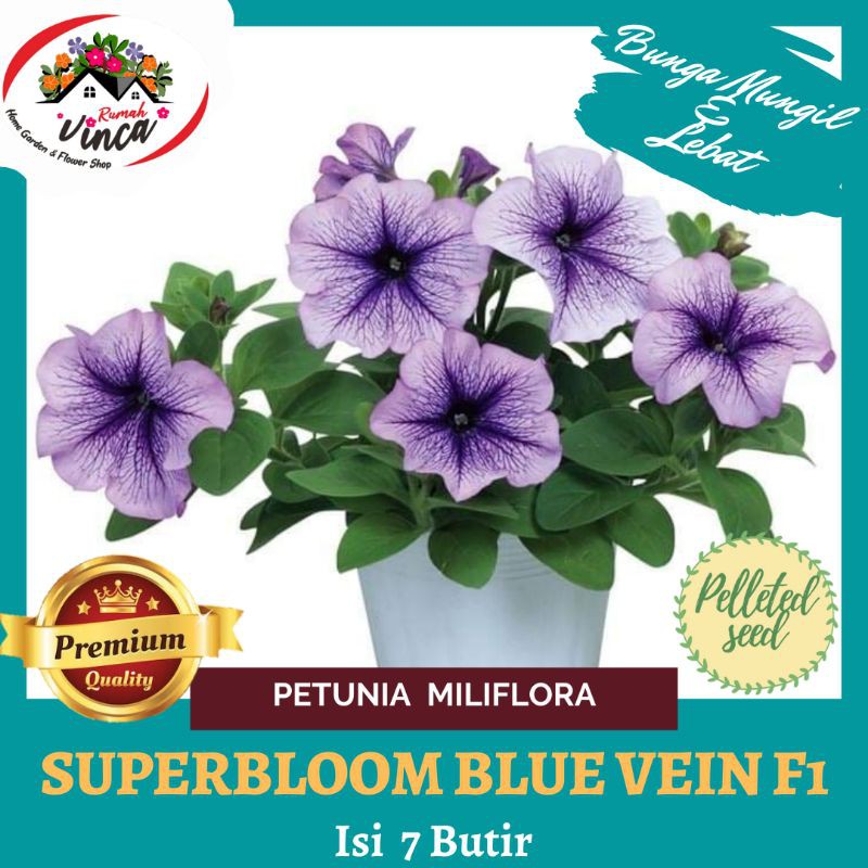Benih Bibit Biji Bunga petunia SUPERBLOOM BLUE VEIN F1