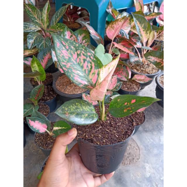 Aglonema Lady Valentine jumbo