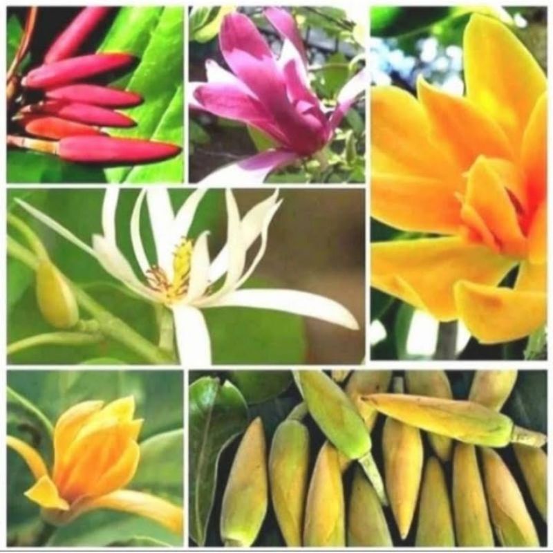 PROMO paket 4 tanaman bunga kantil merah,kuning,ungu dan putih