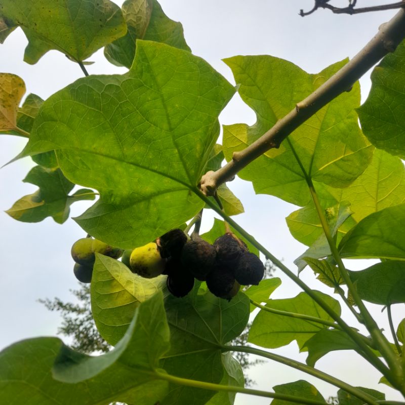 Biji buah jarak muda untuk mancing ikan bawal / Biji jarak muda untuk umpan mancing bawal