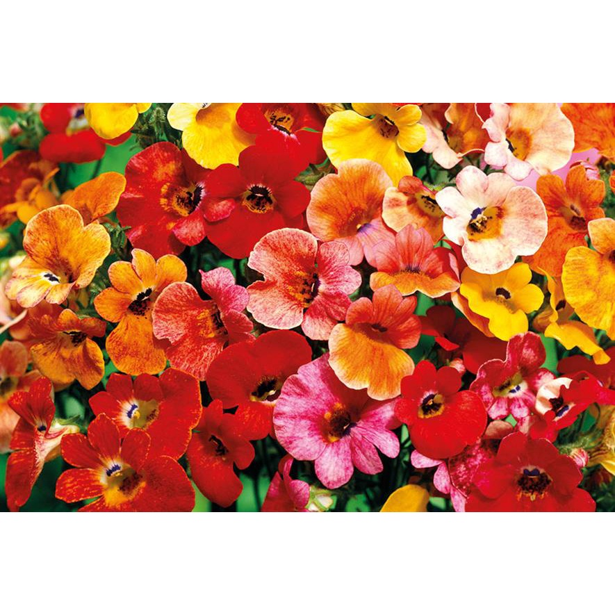 Benih Bibit Biji - Bunga Nemesia Carnival Mixture (Nemesia strumosa) Flower Seeds - IMPORT