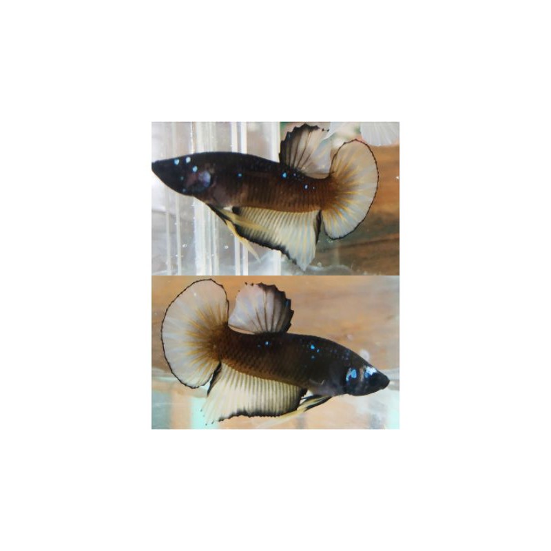 Ikan cupang mustard gas/ MG