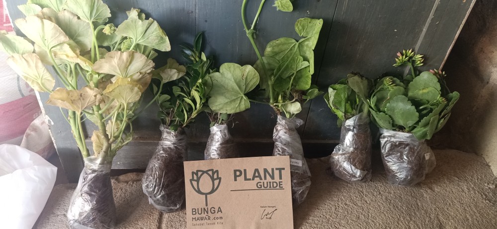 Bunga Gantung Lipstik Oranye