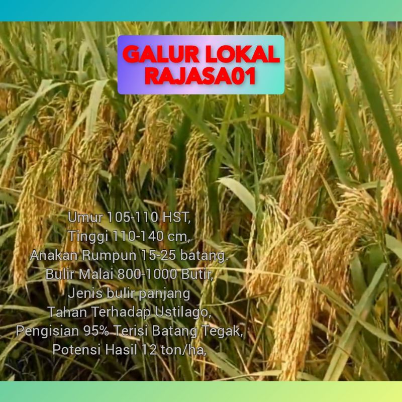 benih padi rajasa01 original 5kg - bibit padi rajasa 01 ori
