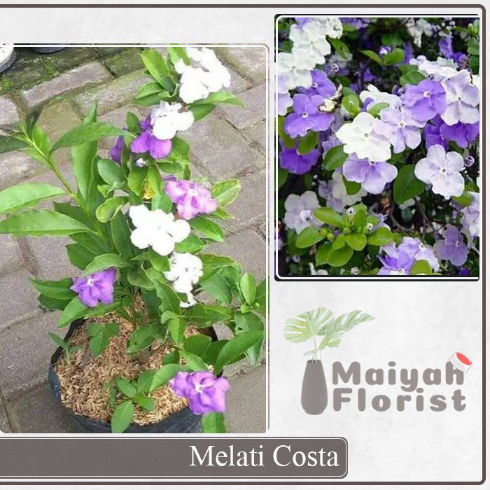 Tanaman Hias Melati Costa - Melati Mentomori - Brunfelsia Uniflora