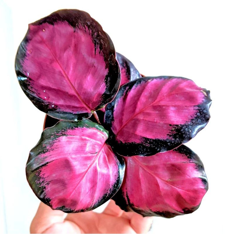 Calathea crimson / tanaman hias calathea crimson merah