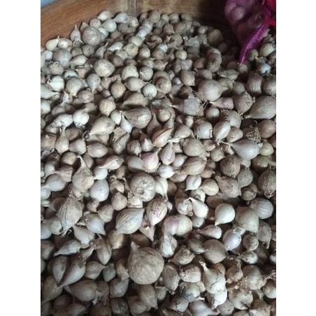 

6V6 Bawang Putih Tunggal / Lanang LOKAL 500 Gram➴€ (Ready Stock)Super promo ➴