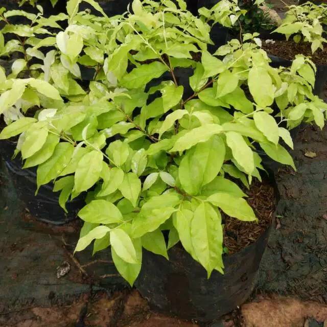 Bibit tanaman anting putri - tanaman anting putri daun kuning