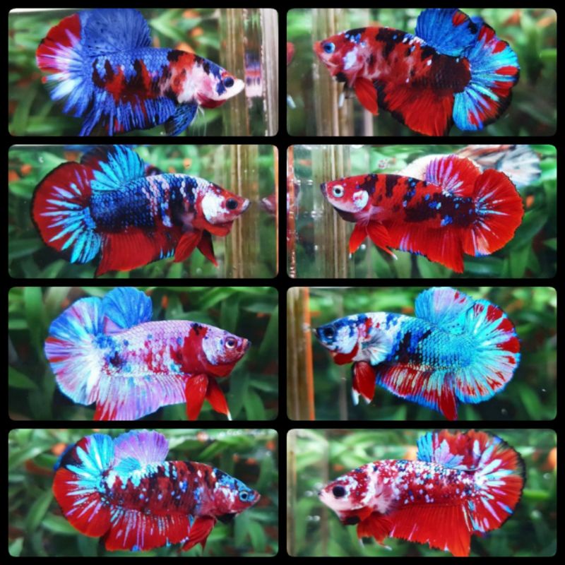 Ikan Cupang Koi Fancy Galaxi Paket 1 Pasang Jantan Dan Betina Indukan