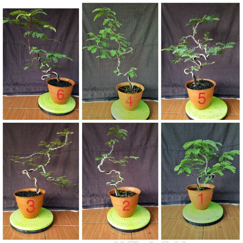 Asem Jawa Bahan Bonsai Program