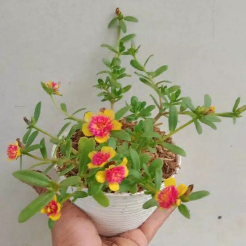 tanaman hias gantung krokot bunga batik