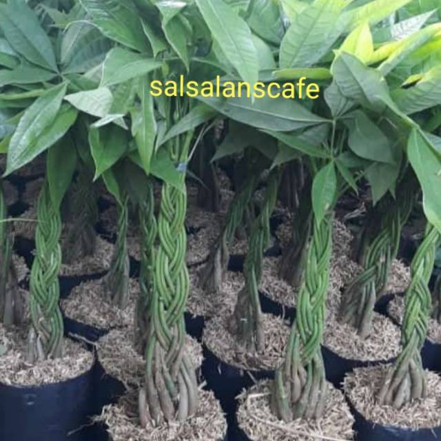 Pohon Pacira Tanaman Pacira Kepang 9