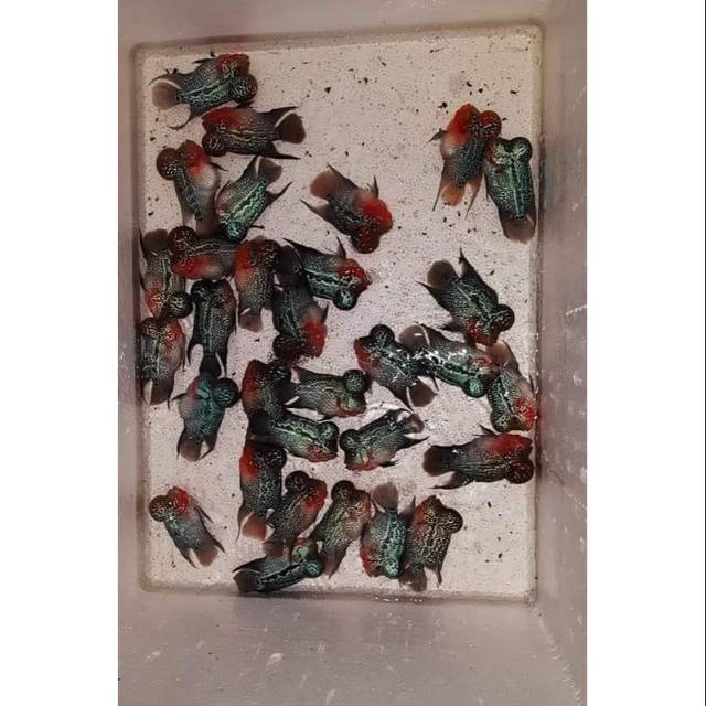 Ikan Louhan srd ori thailand bomb head ukuran 9 cm