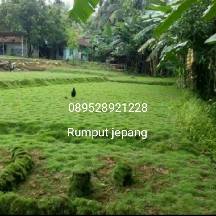 rumput jepang asli + pasang