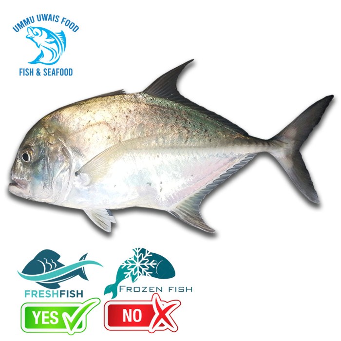 

Ikan Kuwe Kwe Segar - 1 Kilogram