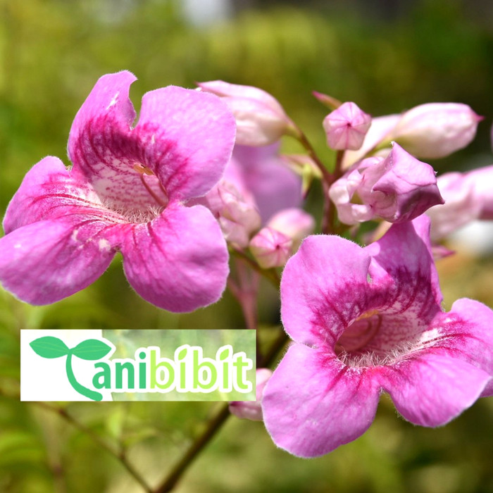 bibit pohon bunga terompet/Tecoma ricasoliana /pink trumpet flower/