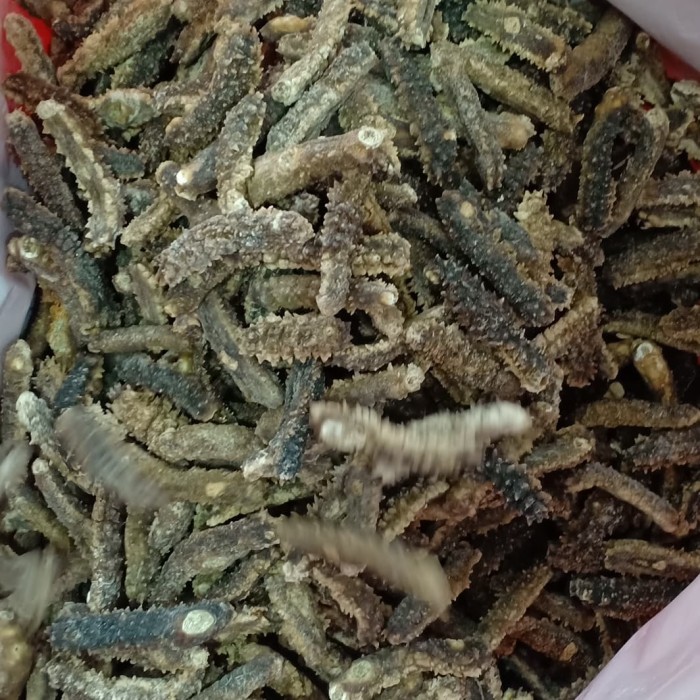 Kkeanashop Haisom Duri Teripang Duri Tkk Duri Kering 99%