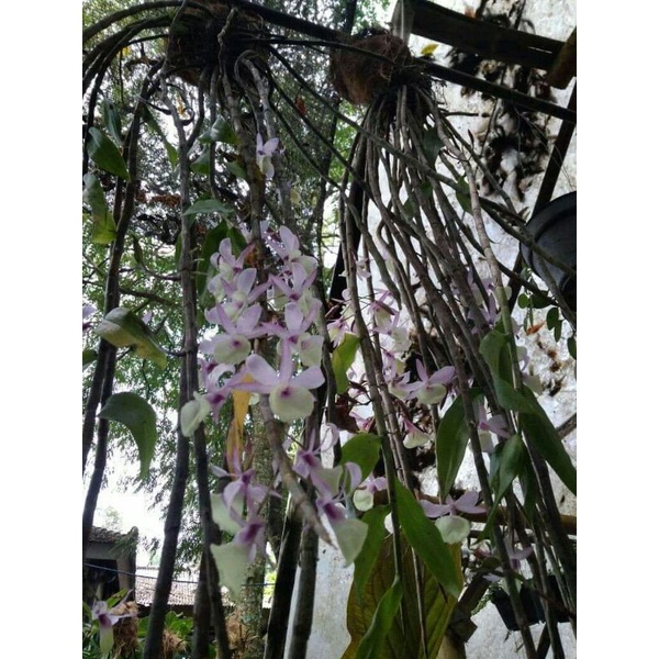 anggrek aphyllum