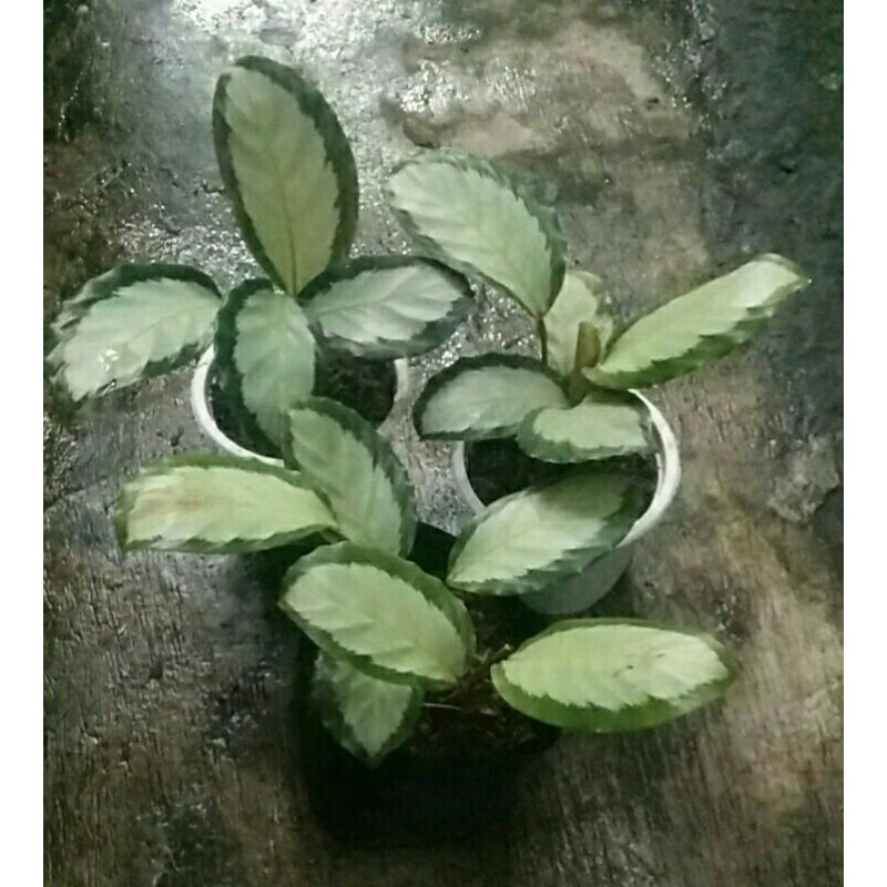 Calatea dark star/picturata | Shopee Indonesia