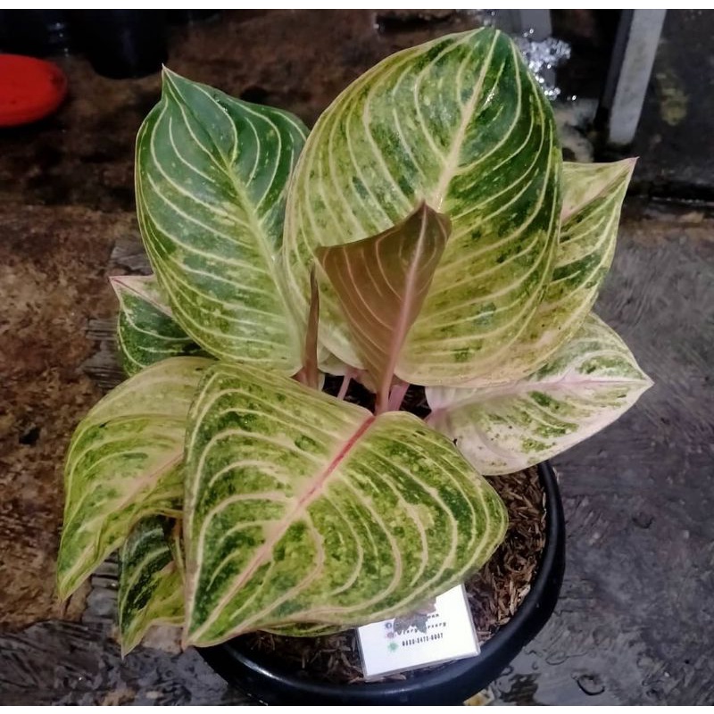 baby aglonema Esmeralda golden / anakan aglonema