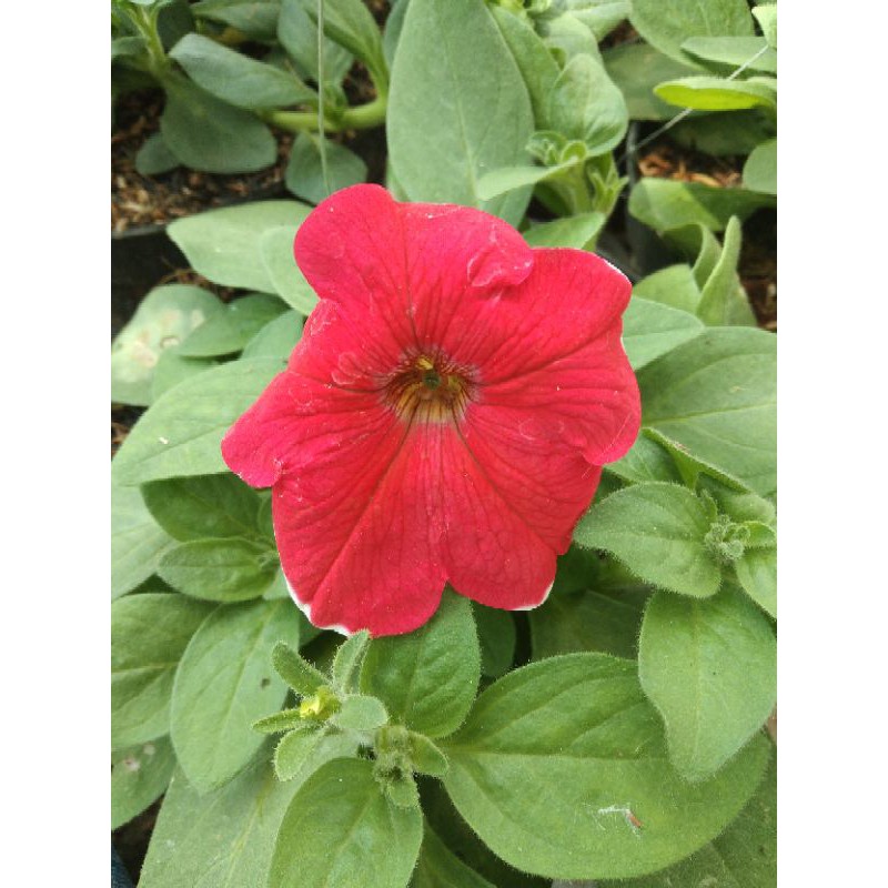 Tanaman Hias Petunia Merah/Tanaman Bunga Gantung Petunia Merah