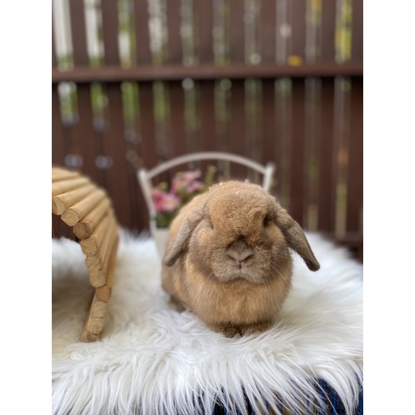 Kelinci Holland Lop Indukan Jantan Lucu Sehat Lincah Tort