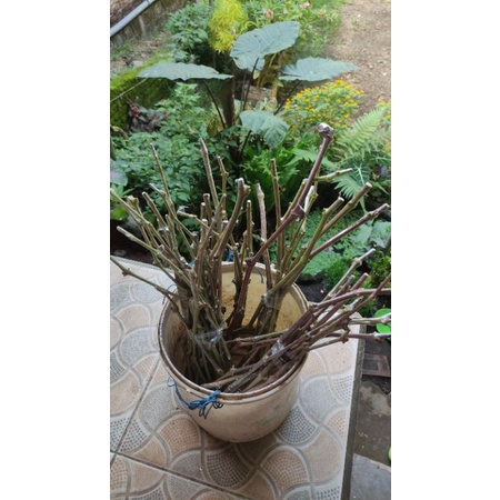 Cutting ningrat anggur impor