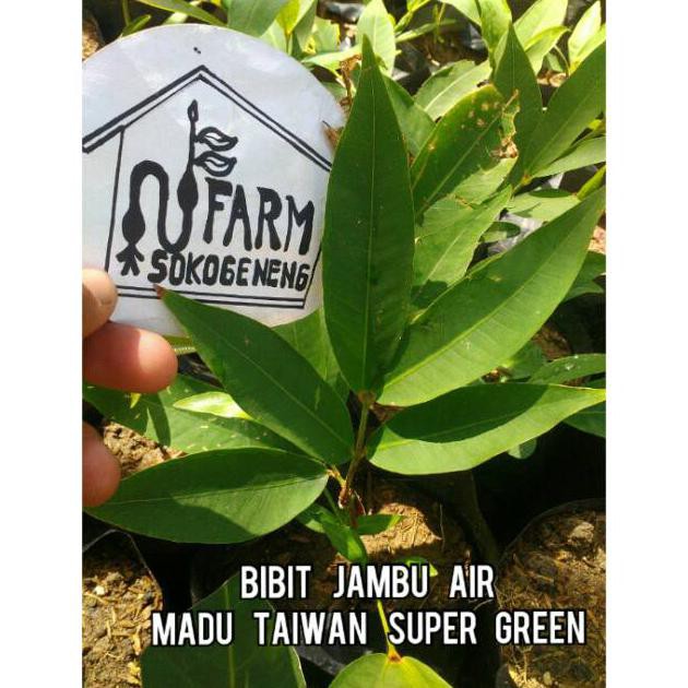 Br3K Bibit Jambu Air Madu Taiwan Super Green