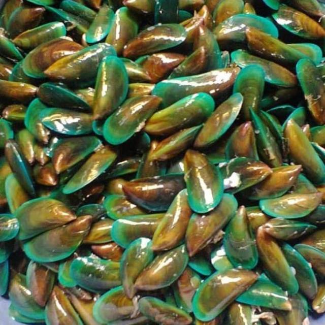 

Kerang hijau fresh