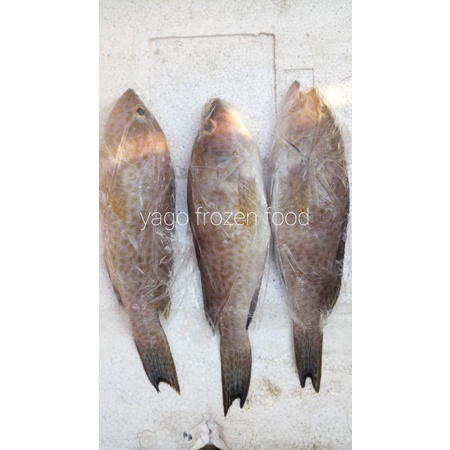 Ikan Kerapu Fresh Bersih Sisik Bersih Kotoran Perut