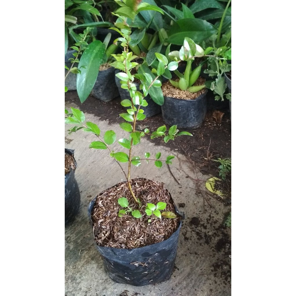 Bibit Anggur Brazil Okulasi - Bibit Anggur Pohon - Bibit Buah