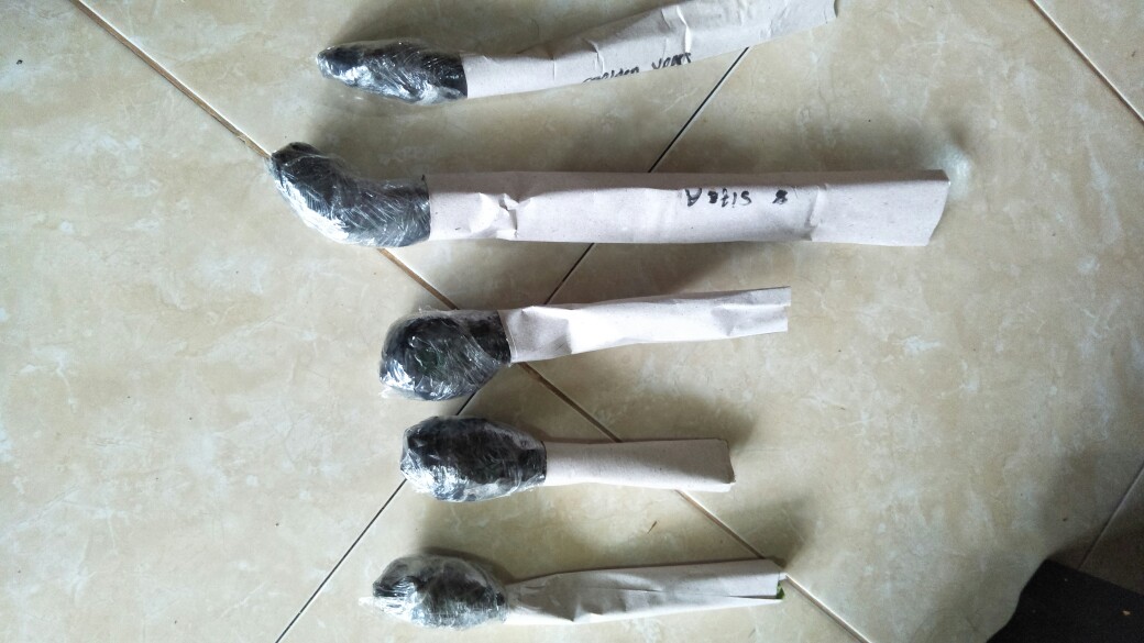 Taman Hias Aglonema Heng Heng