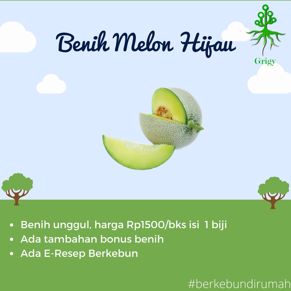 BENIH MELON HIBRIDA, BIJI MELON HIBRIDA, BENIH MELON HIJAU