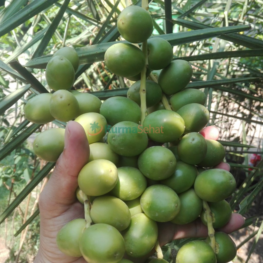 

Kurma Muda Untuk Kesuburan Grad A Kemasan 250 Gram