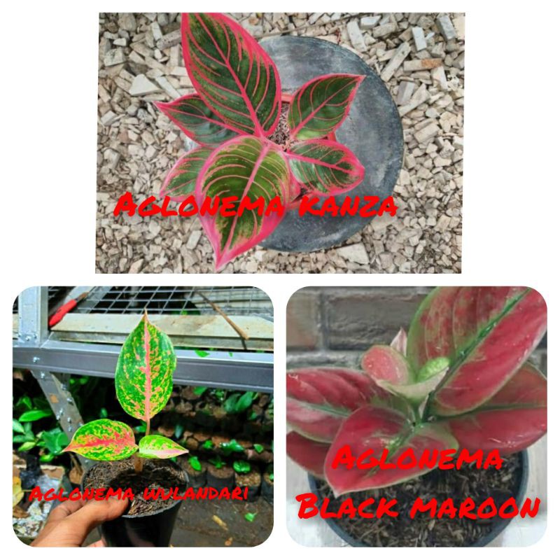 PAKET HEMAT 3 jenis aglonema kanza,wulandari,black maroon
