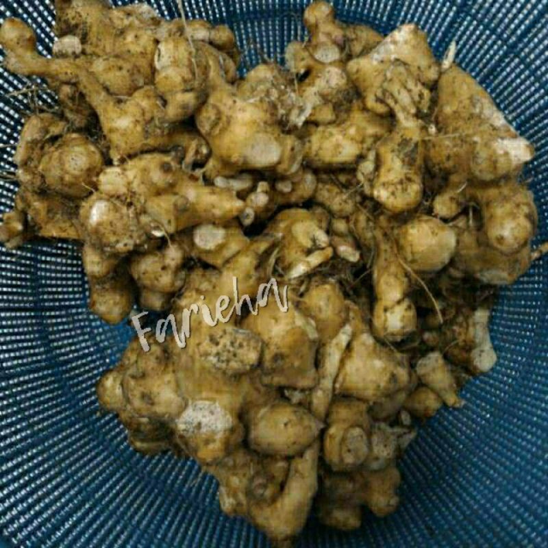 Umbi Dewa Ungu 1/2kg Ubi Samsit 500gr Rimpang 500 gram Akar Bibit 1/2 Kg Segar Basah Fresh