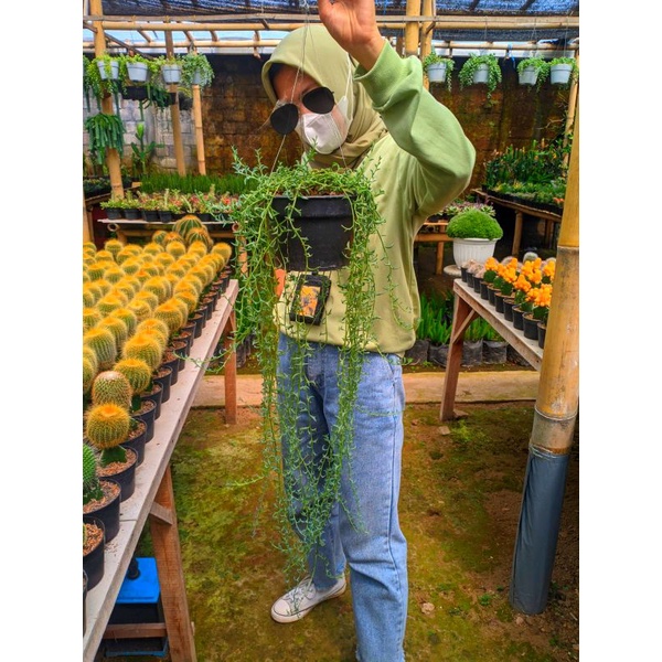 sukulen gantung string of dolphin/tanaman gantung