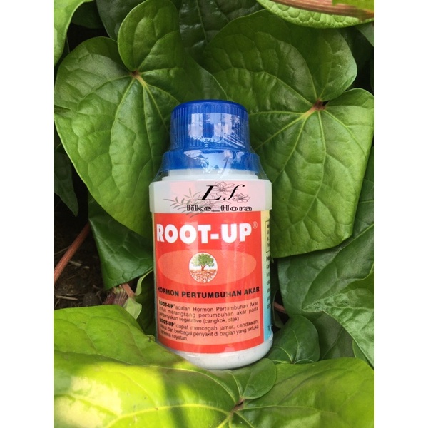 Root Up Penumbuh Akar/ ZPT