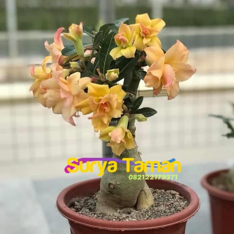 ( TERMURAH) Adenium Bonggol Besar Bunga Kuning - Tanaman hias- Bunga adenium Tumpuk Bonggol besar- B