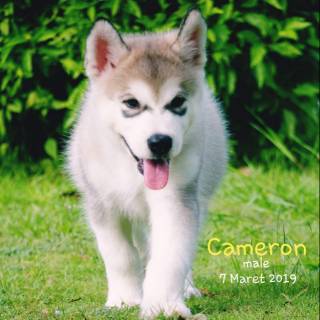 Dijual Anjing Super Mini Pomerian Shopee Indonesia